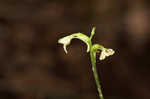 Small green wood orchid